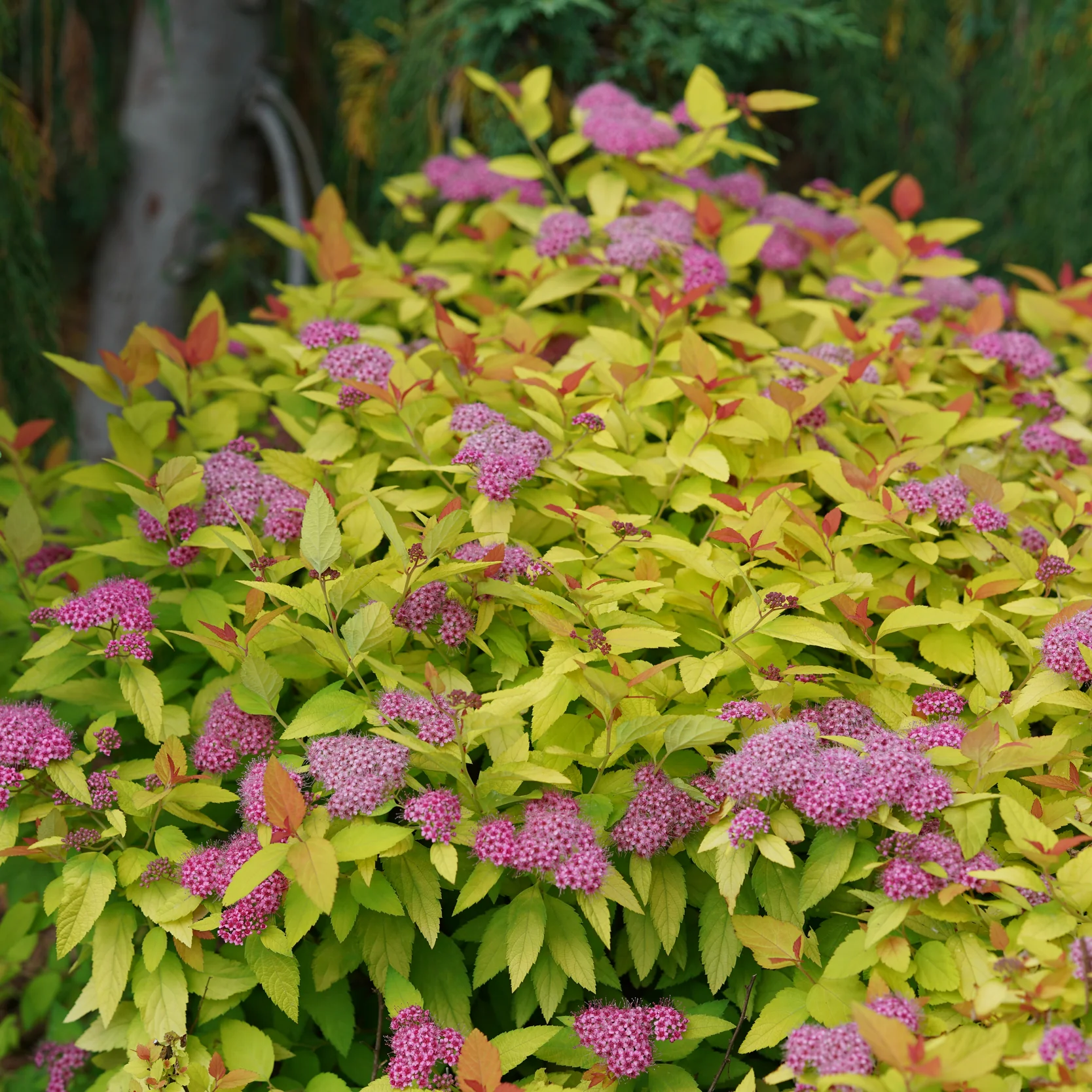 Double Play® Candy Corn® Spirea (Spiraea japonica) - Image 14