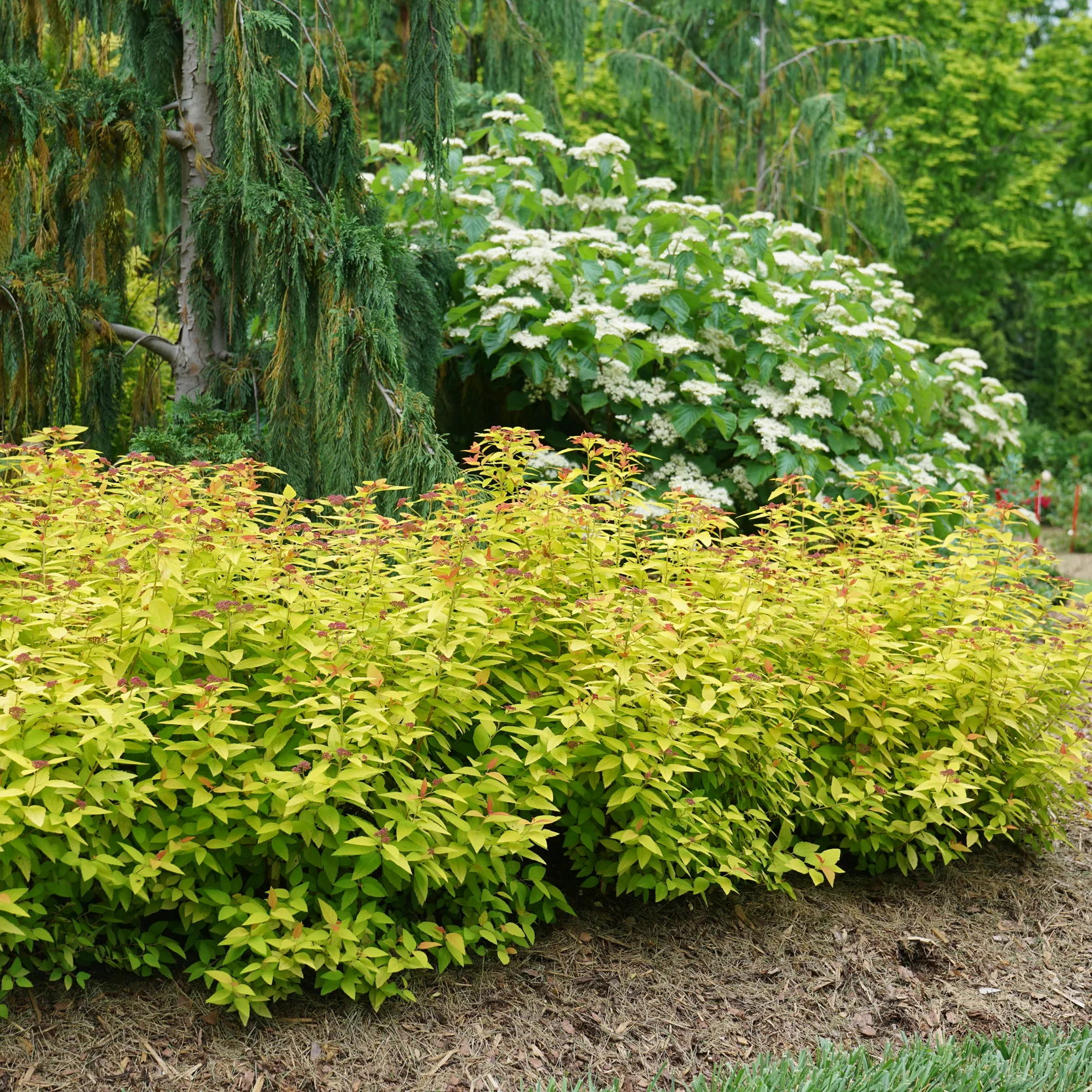 Double Play® Candy Corn® Spirea (Spiraea japonica) - Image 15