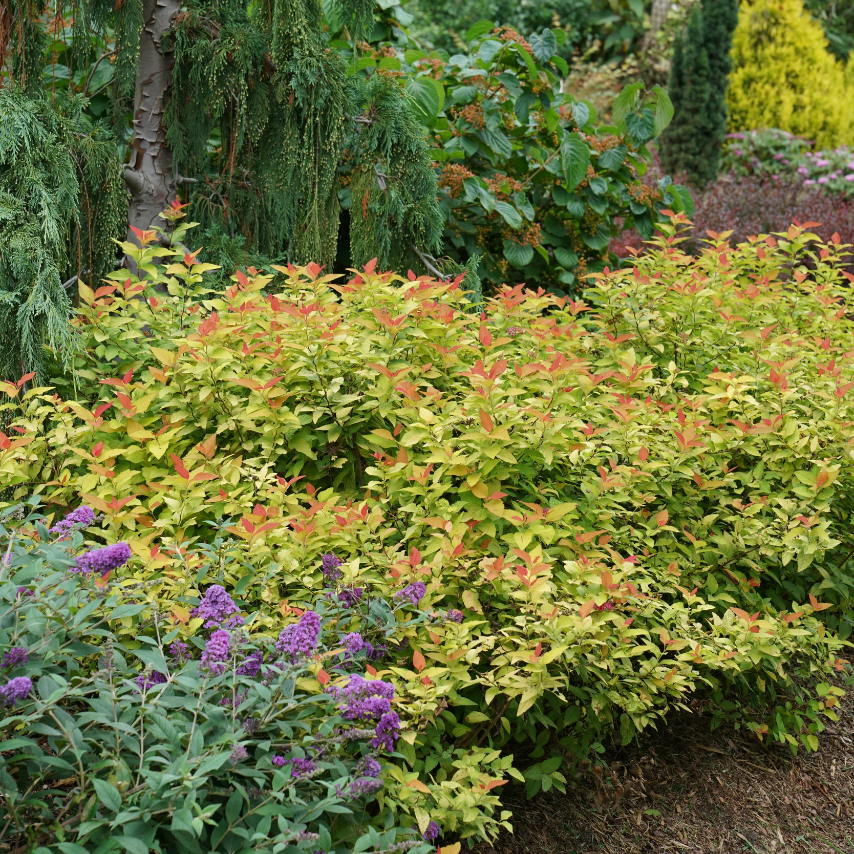 Double Play® Candy Corn® Spirea (Spiraea japonica) - Image 16