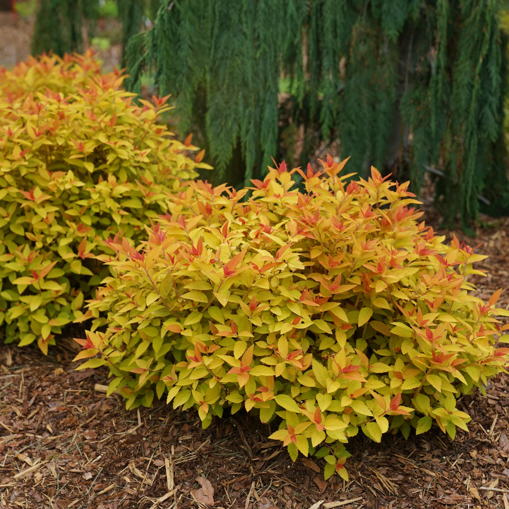 Double Play® Candy Corn® Spirea (Spiraea japonica) - Image 17