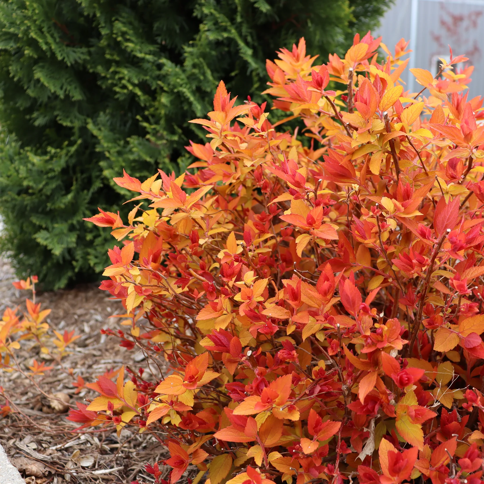 Double Play® Candy Corn® Spirea (Spiraea japonica) - Image 18