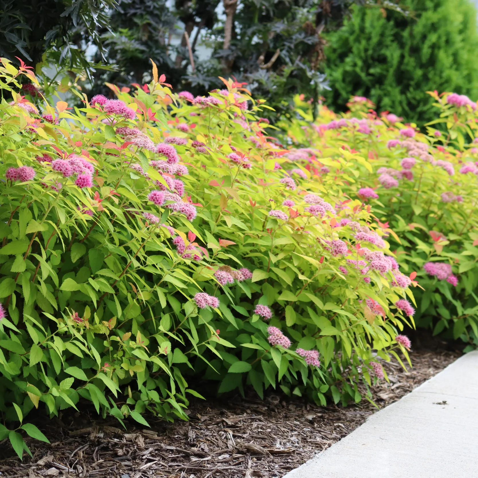 Double Play® Candy Corn® Spirea (Spiraea japonica) - Image 19