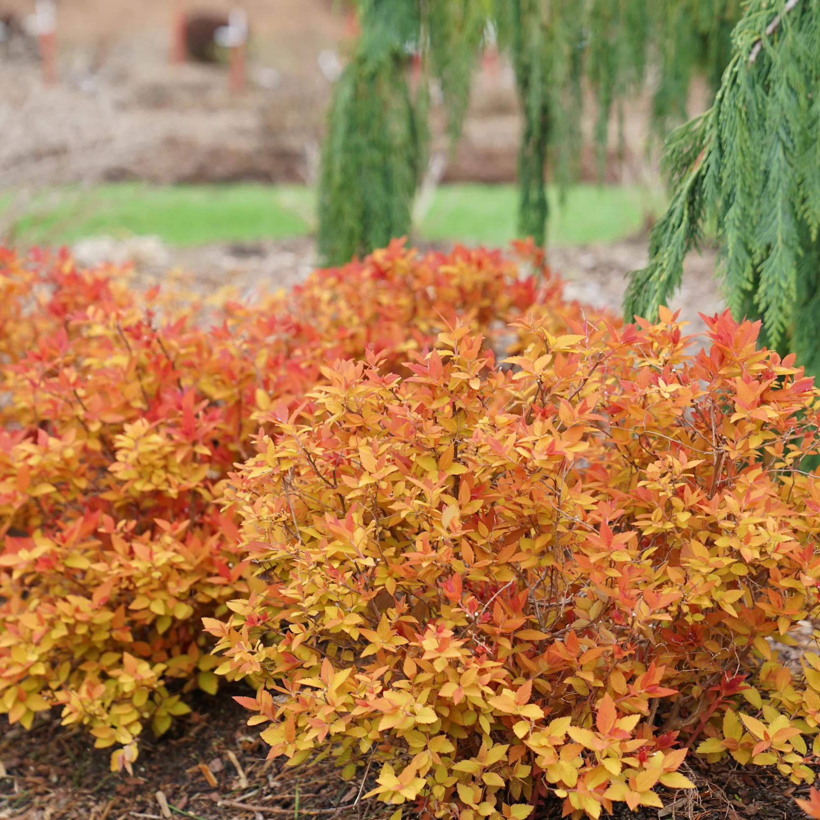 Double Play® Candy Corn® Spirea (Spiraea japonica) - Image 20