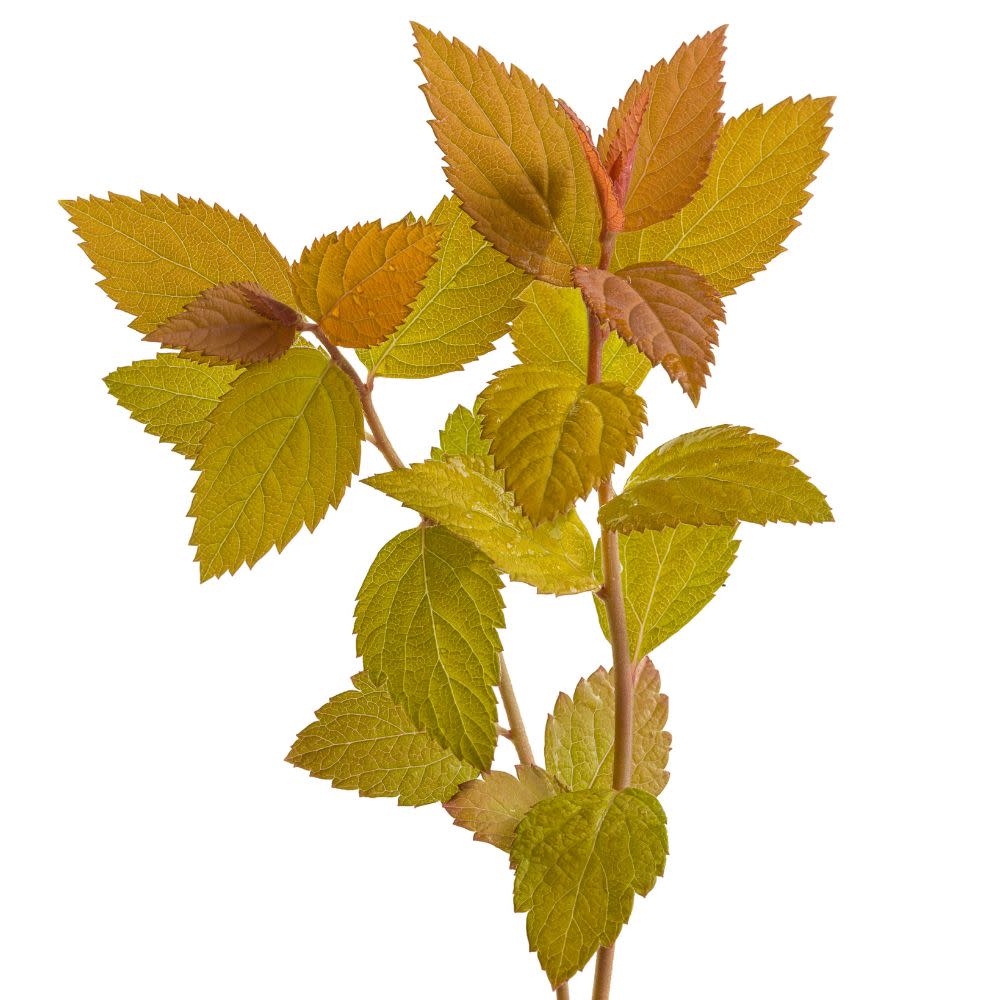 Double Play® Candy Corn® Spirea (Spiraea japonica) - Image 21