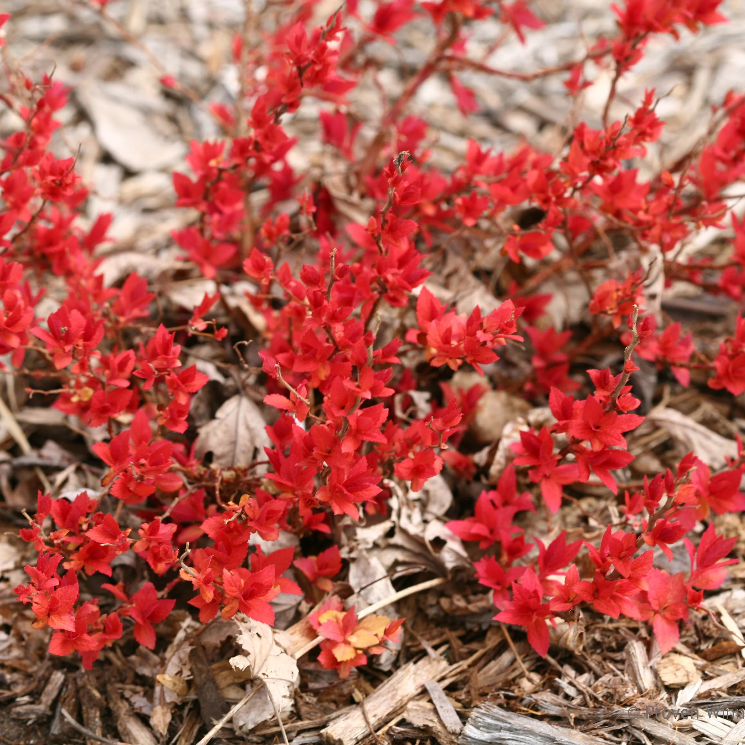 Double Play® Candy Corn® Spirea (Spiraea japonica) - Image 3