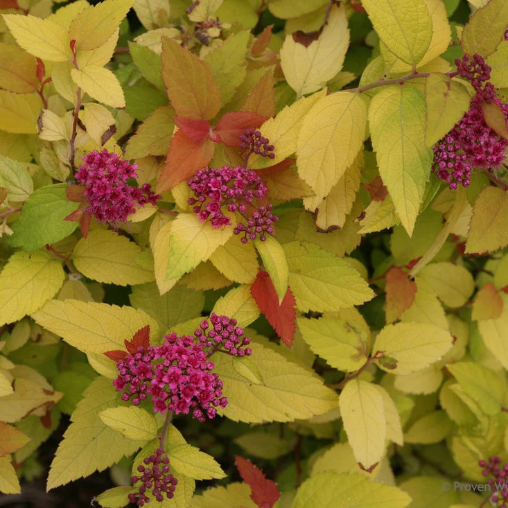 Double Play® Candy Corn® Spirea (Spiraea japonica) - Image 4