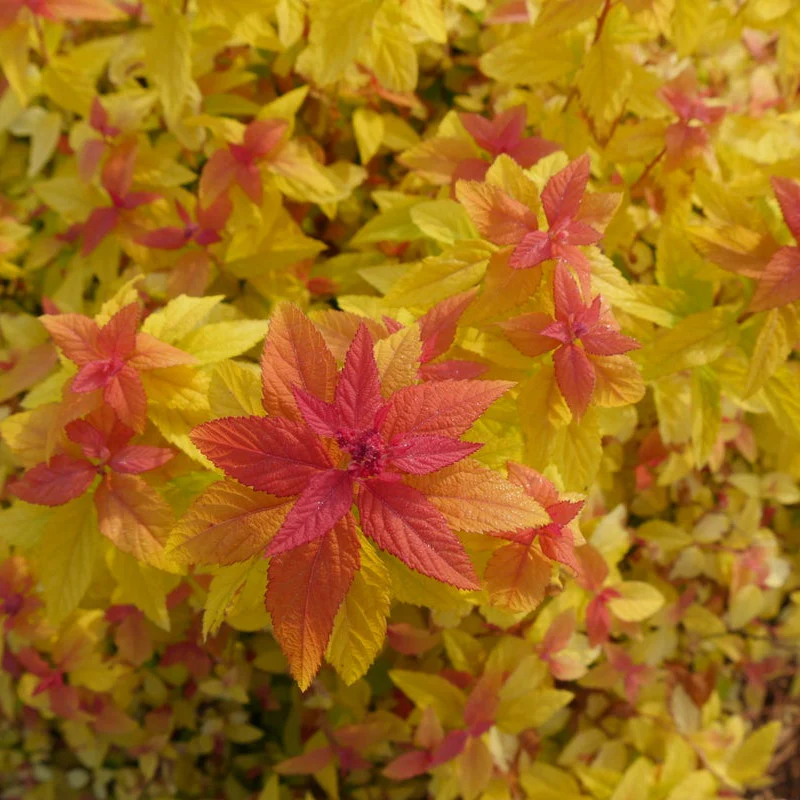 Double Play® Candy Corn® Spirea (Spiraea japonica) - Image 5