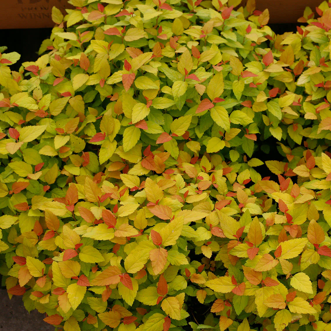 Double Play® Candy Corn® Spirea (Spiraea japonica) - Image 6