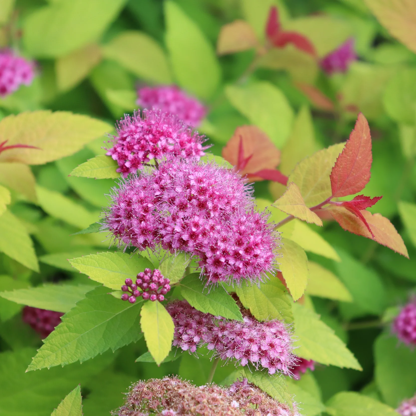 Double Play® Candy Corn® Spirea (Spiraea japonica) - Image 7