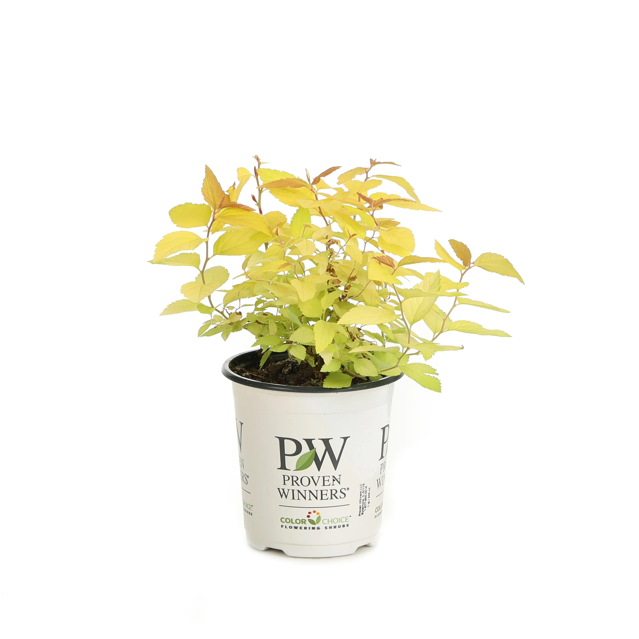 Double Play® Candy Corn® Spirea (Spiraea japonica) - Image 8