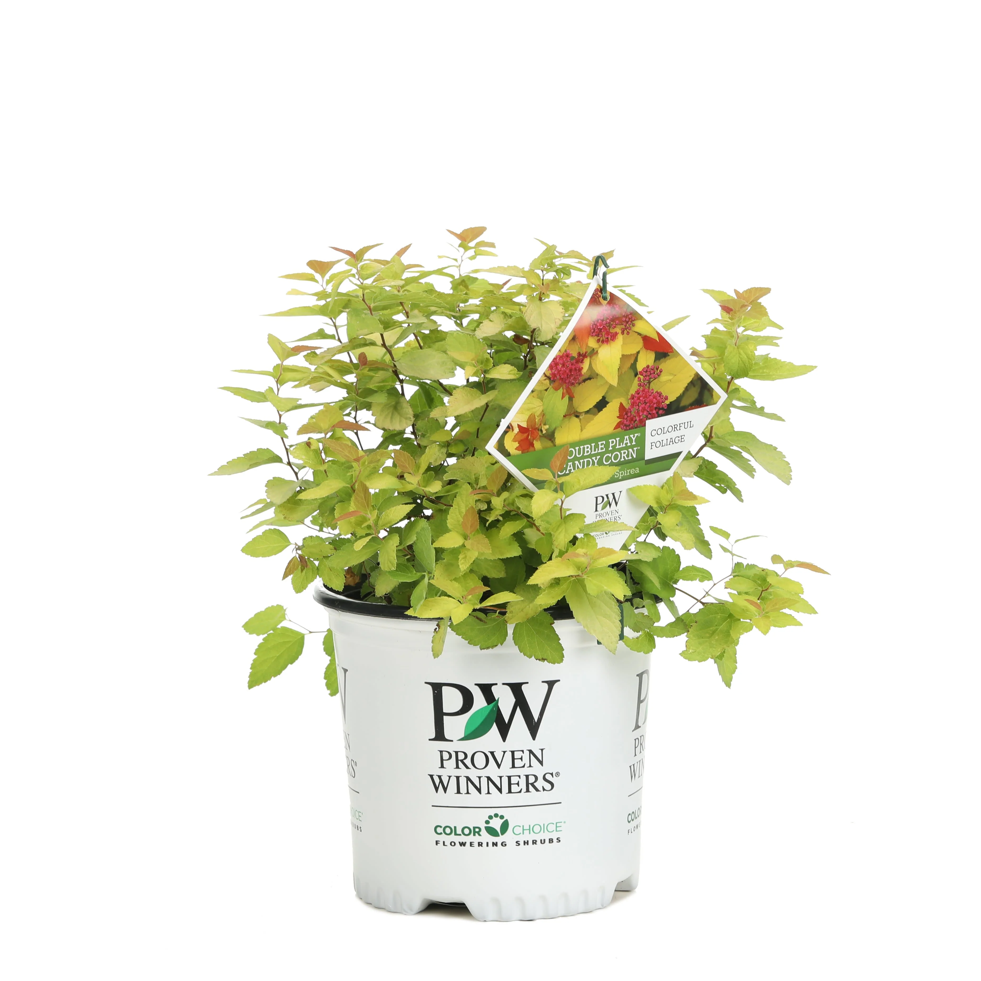 Double Play® Candy Corn® Spirea (Spiraea japonica) - Image 9