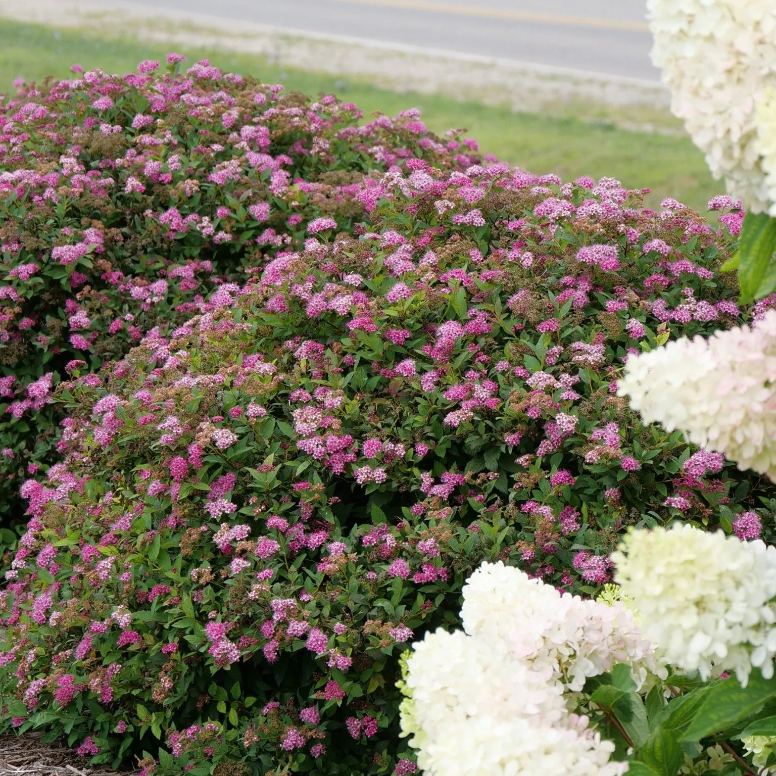 Double Play Doozie® Spirea (Spiraea x) - Image 10