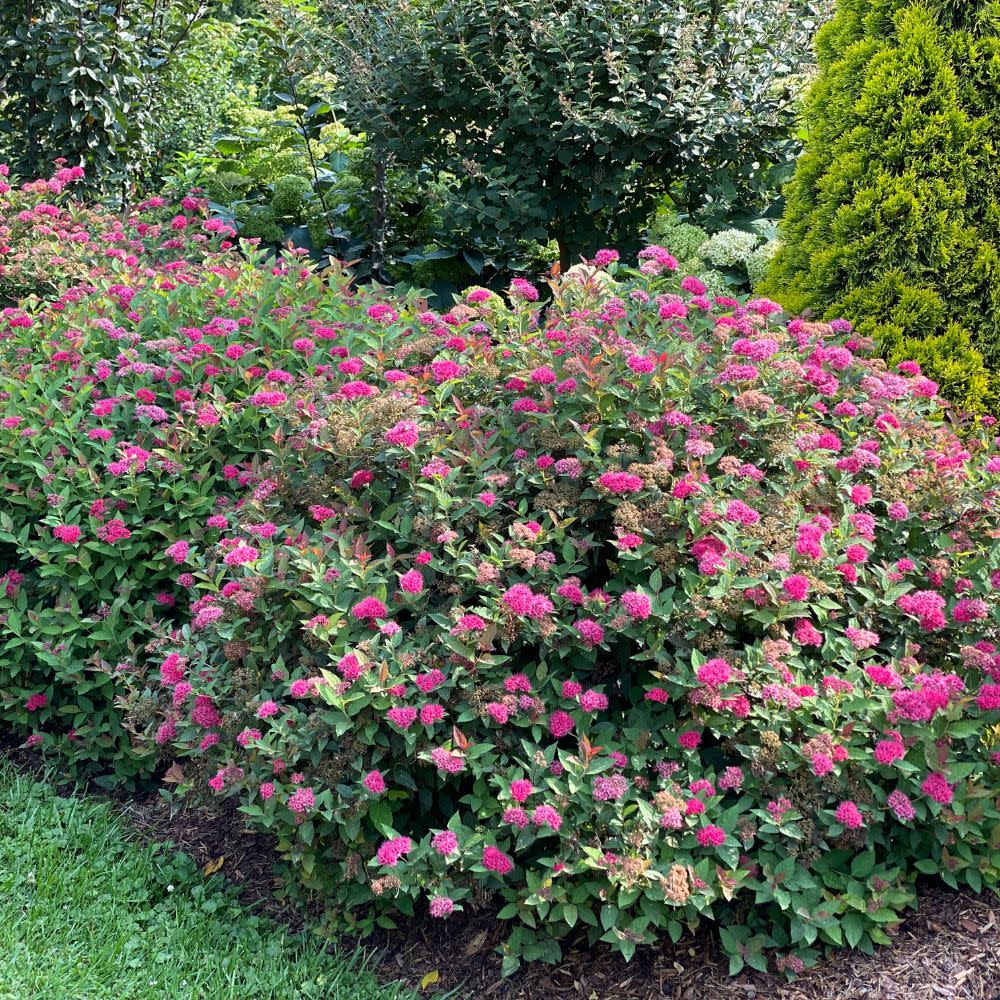 Double Play Doozie® Spirea (Spiraea x) - Image 11