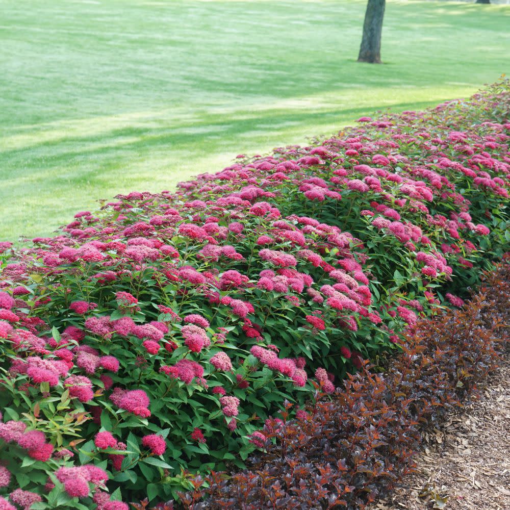 Double Play Doozie® Spirea (Spiraea x) - Image 12