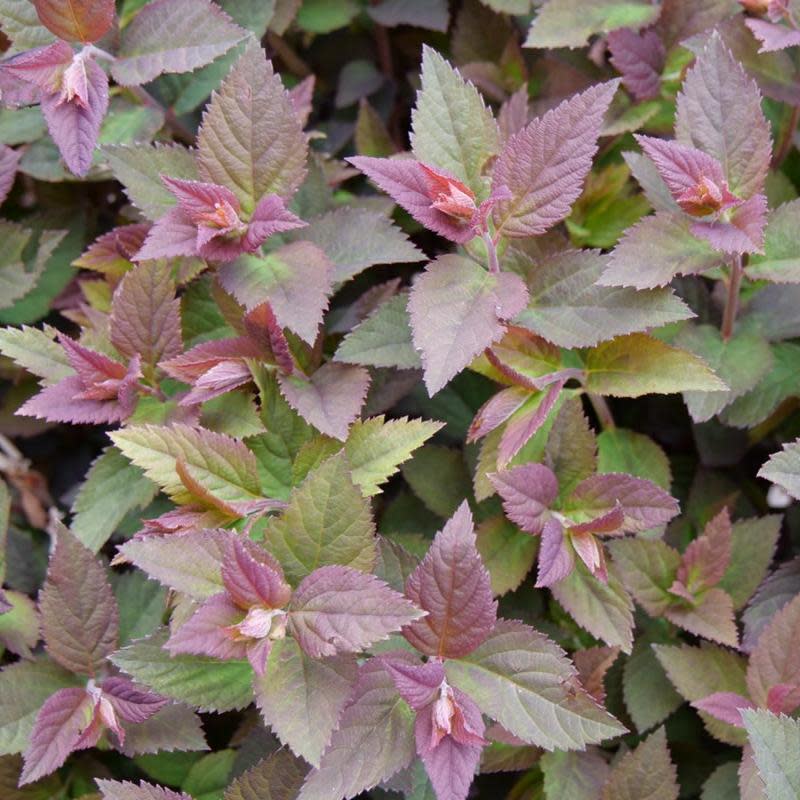 Double Play Doozie® Spirea (Spiraea x) - Image 3
