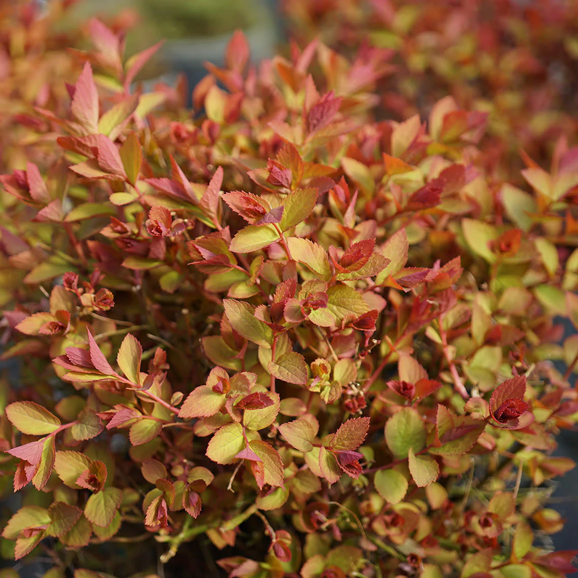 Double Play Doozie® Spirea (Spiraea x) - Image 4