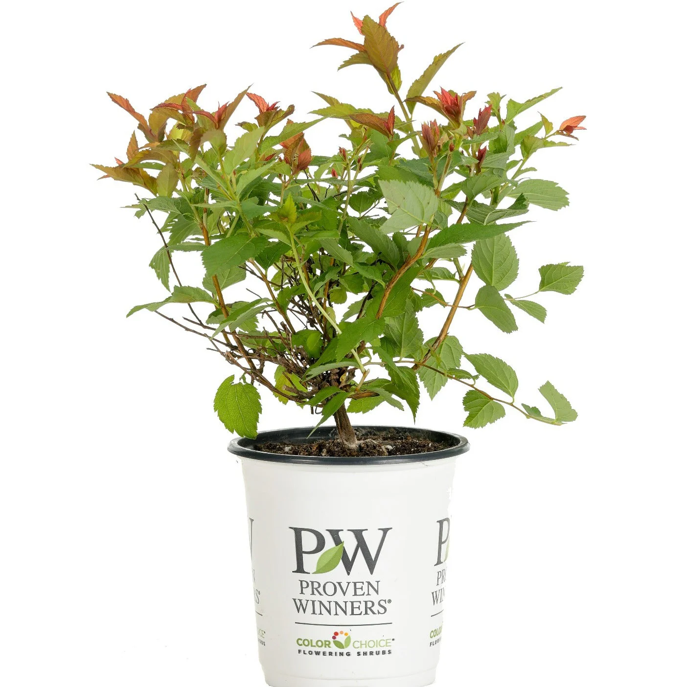 Double Play Doozie® Spirea (Spiraea x) - Image 5