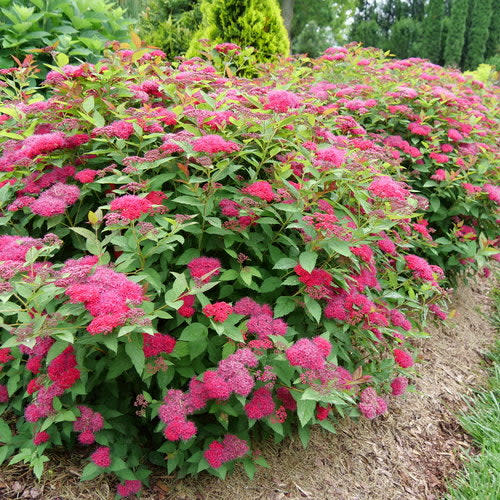 Double Play Doozie® Spirea (Spiraea x) - Image 7