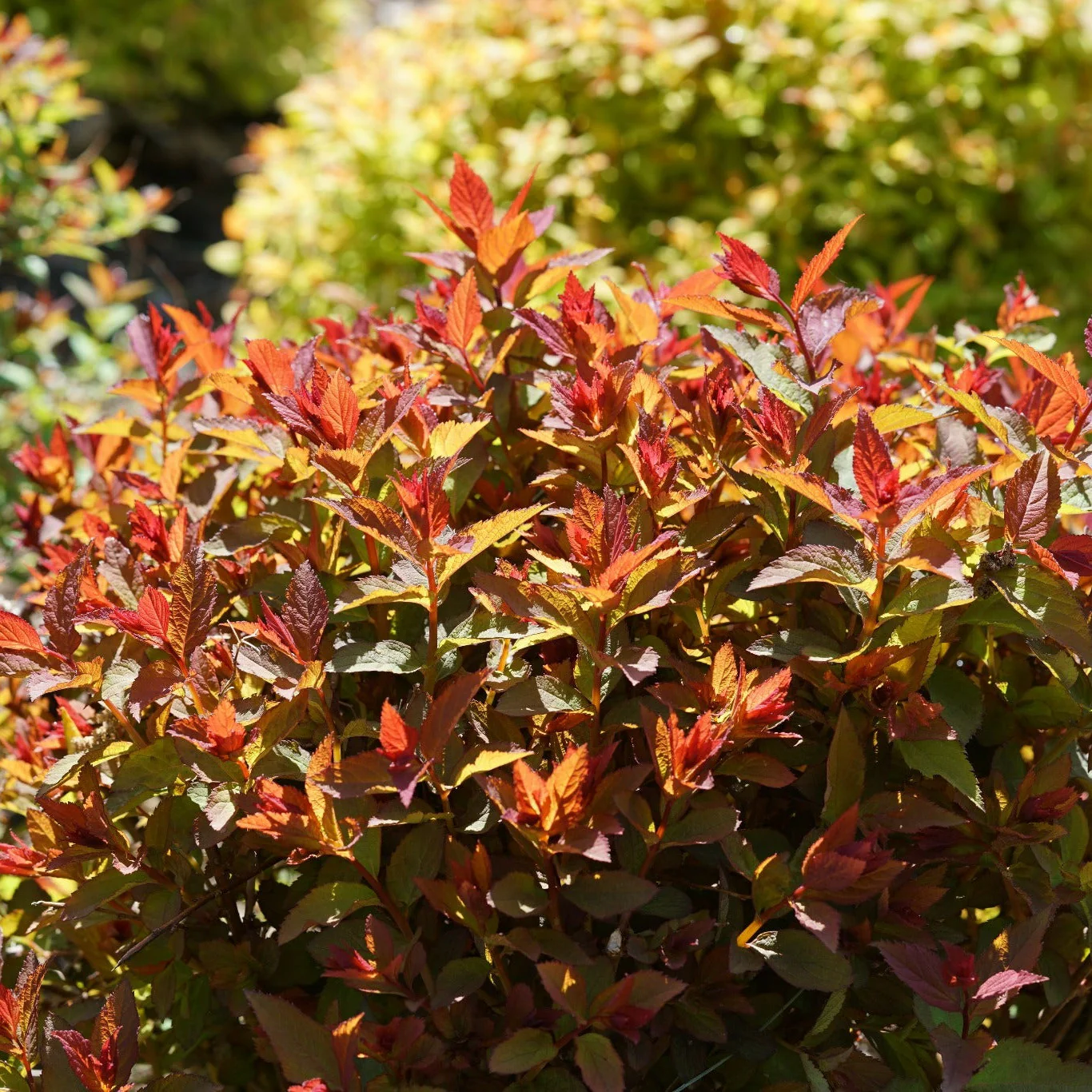 Double Play Doozie® Spirea (Spiraea x) - Image 8
