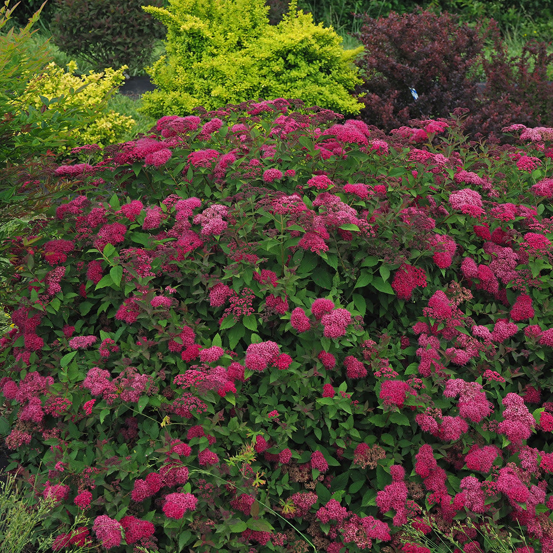 Double Play Doozie® Spirea (Spiraea x) - Image 9