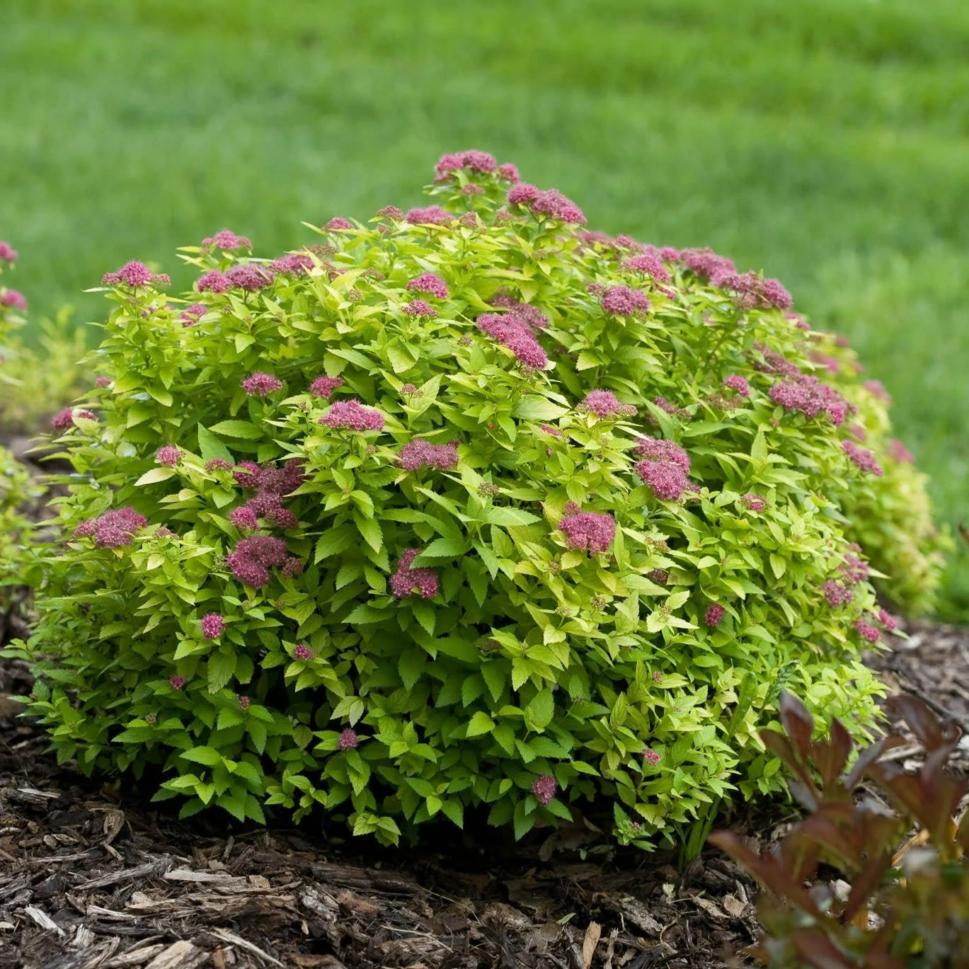 Double Play® Gold Spirea (Spiraea japonica) - Image 10