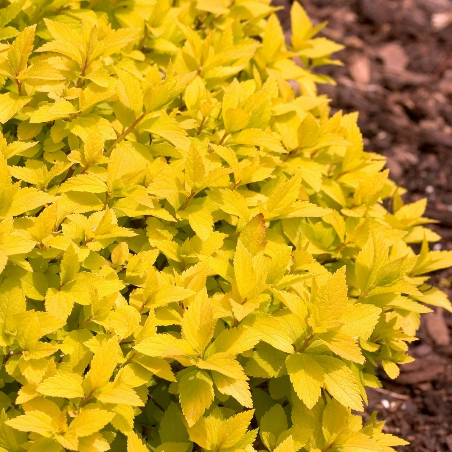 Double Play® Gold Spirea (Spiraea japonica) - Image 5