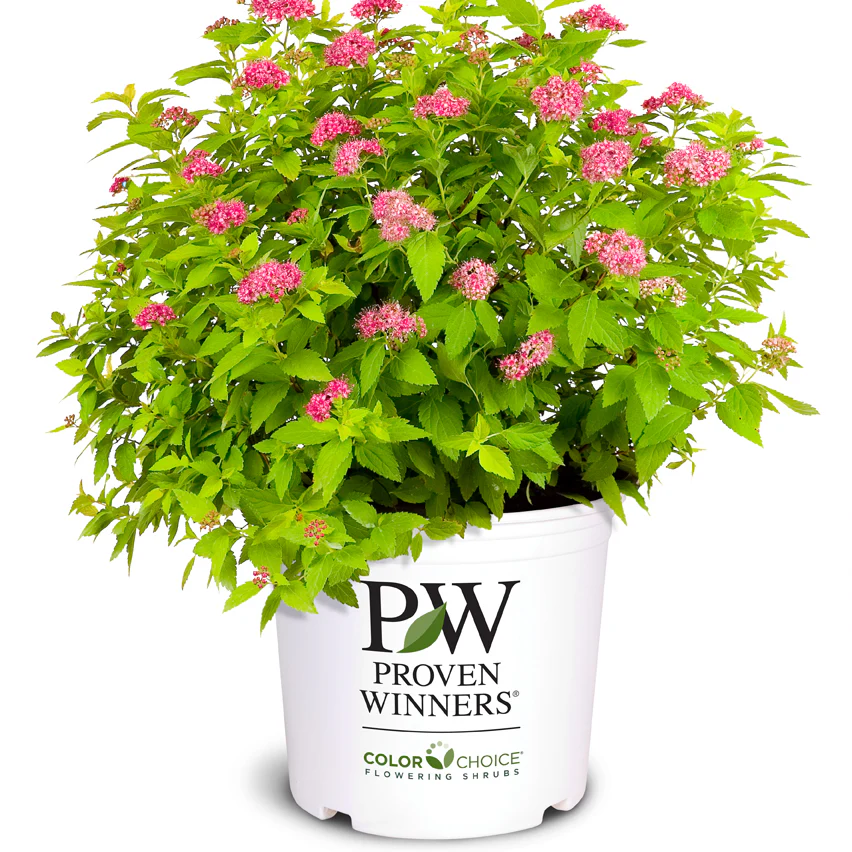 Double Play® Gold Spirea (Spiraea japonica) - Image 7