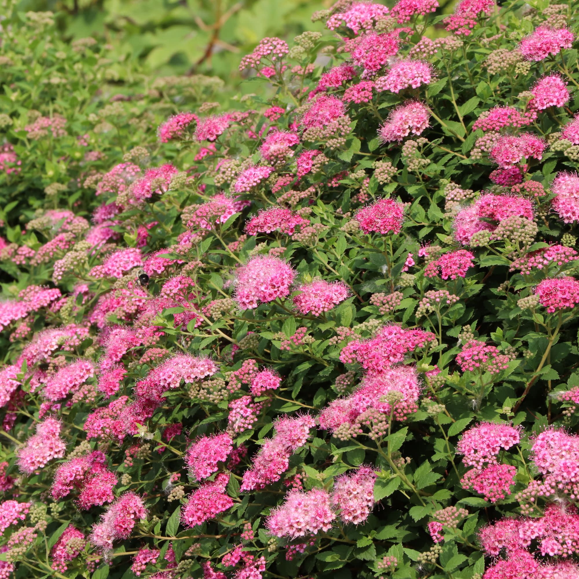 Double Play® Princess™ Spirea (Spiraea japonica) | Proven Winners® New Variety 2027 - Image 3