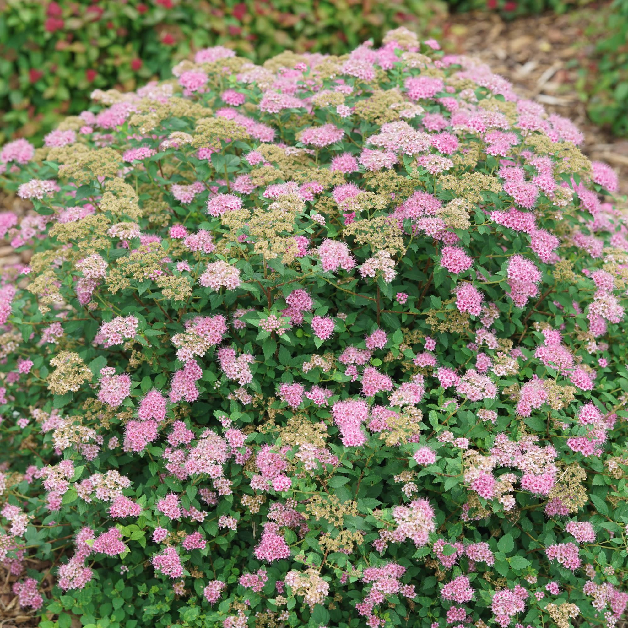 Double Play® Princess™ Spirea (Spiraea japonica) | Proven Winners® New Variety 2027 - Image 4