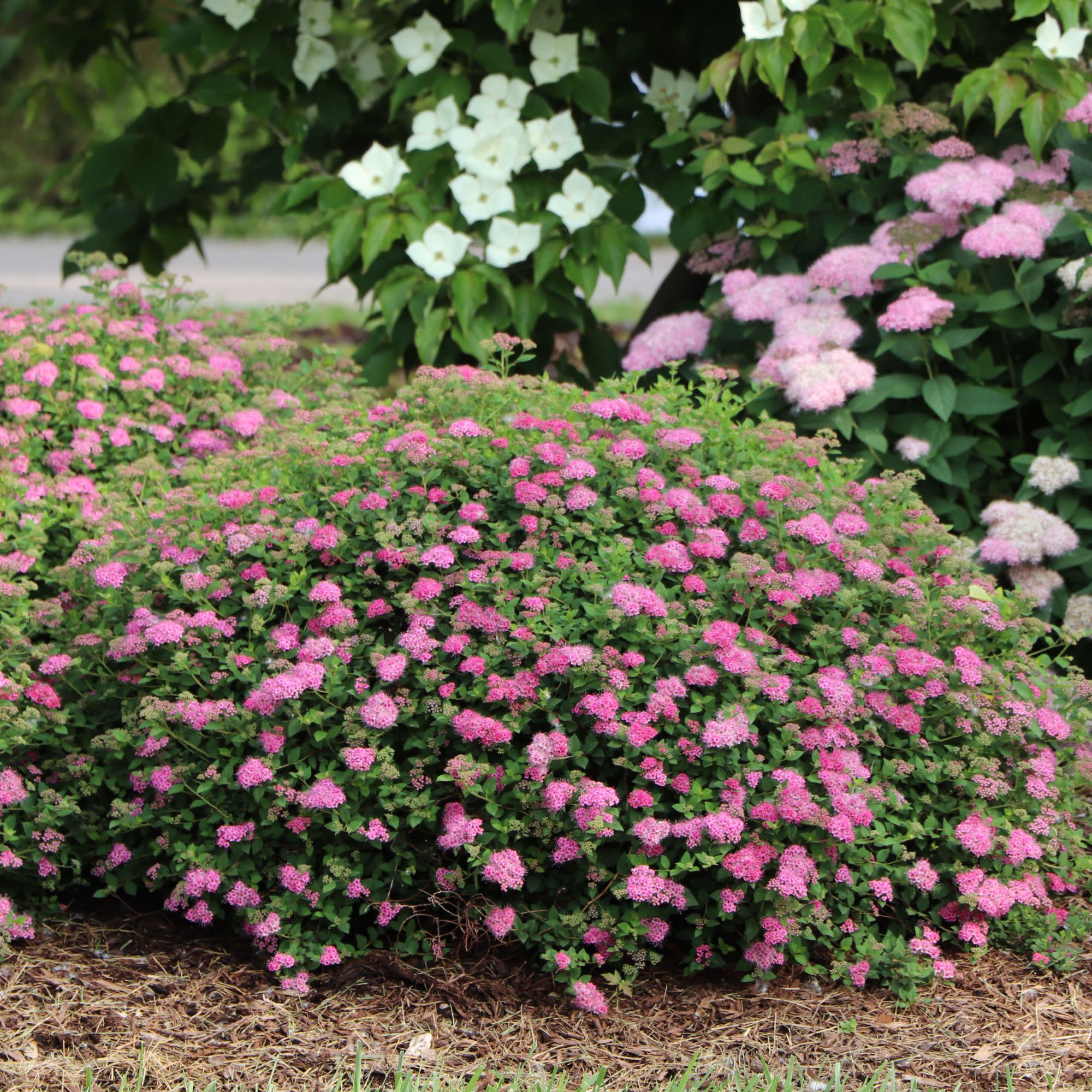 Double Play® Princess™ Spirea (Spiraea japonica) | Proven Winners® New Variety 2027 - Image 5