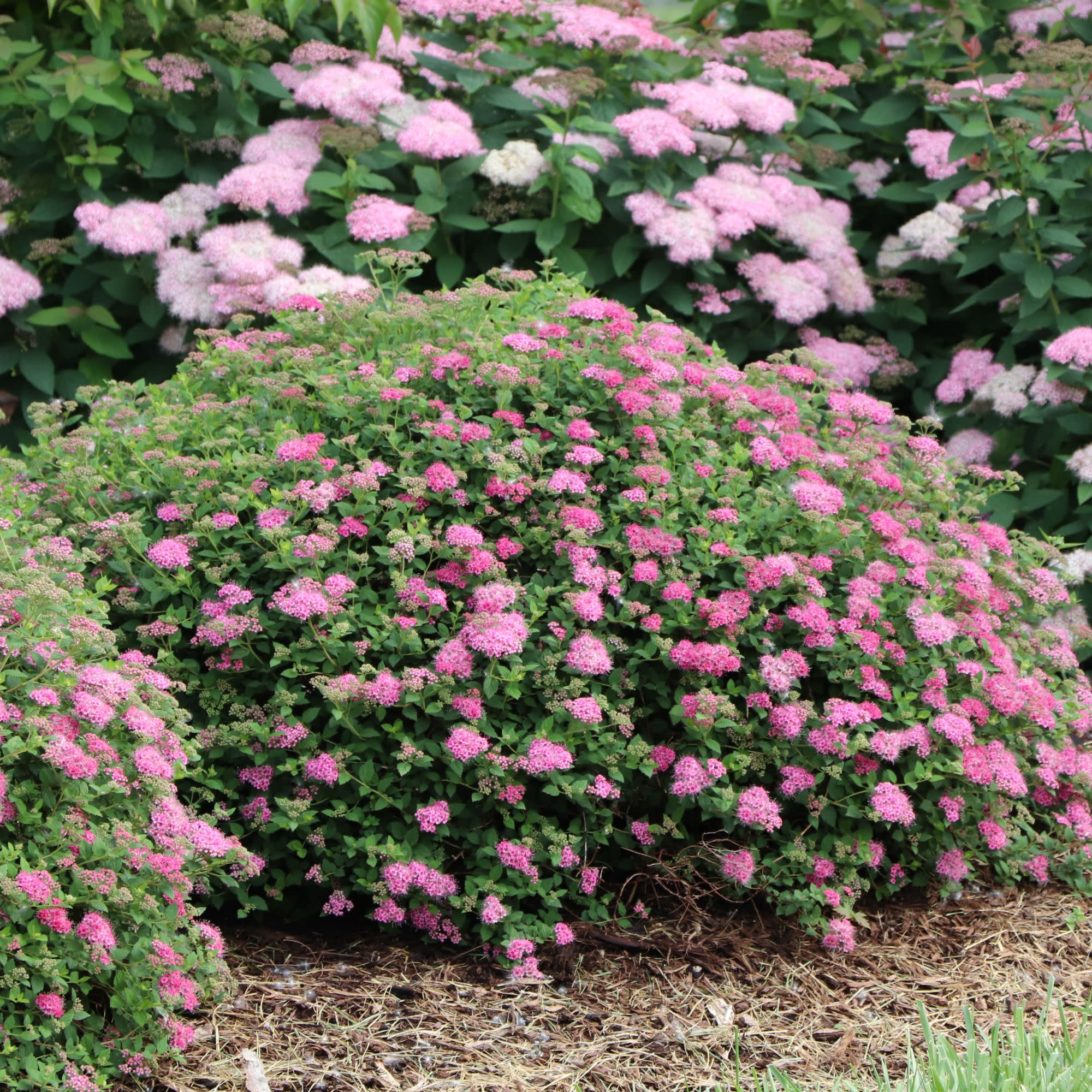 Double Play® Princess™ Spirea (Spiraea japonica) | Proven Winners® New Variety 2027 - Image 6