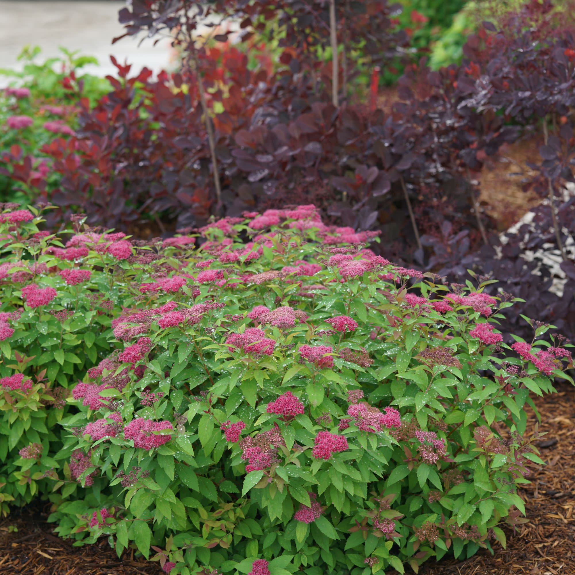Double Play® Red Spirea (Spiraea japonica) - Image 7