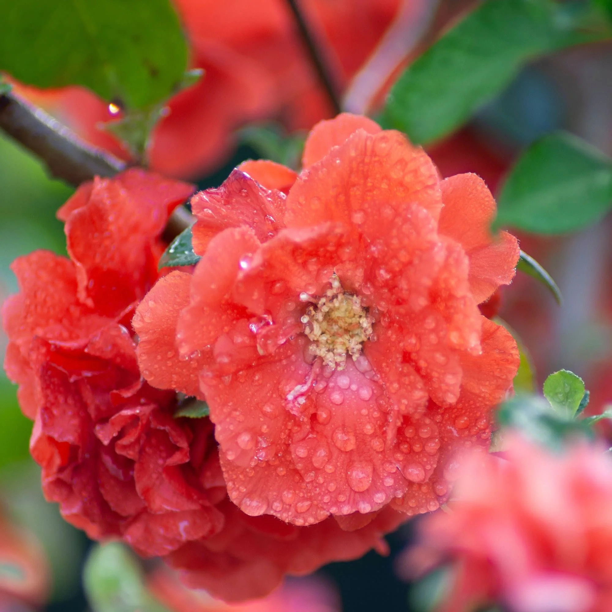 Double Take® Orange Quince (Chaenomeles speciosa) - Image 3