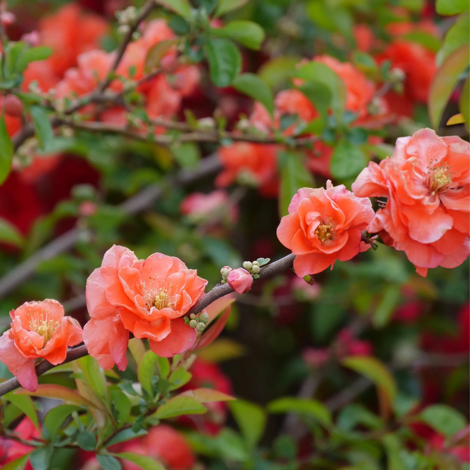 Double Take® Peach Quince (Chaenomeles speciosa) - Image 3