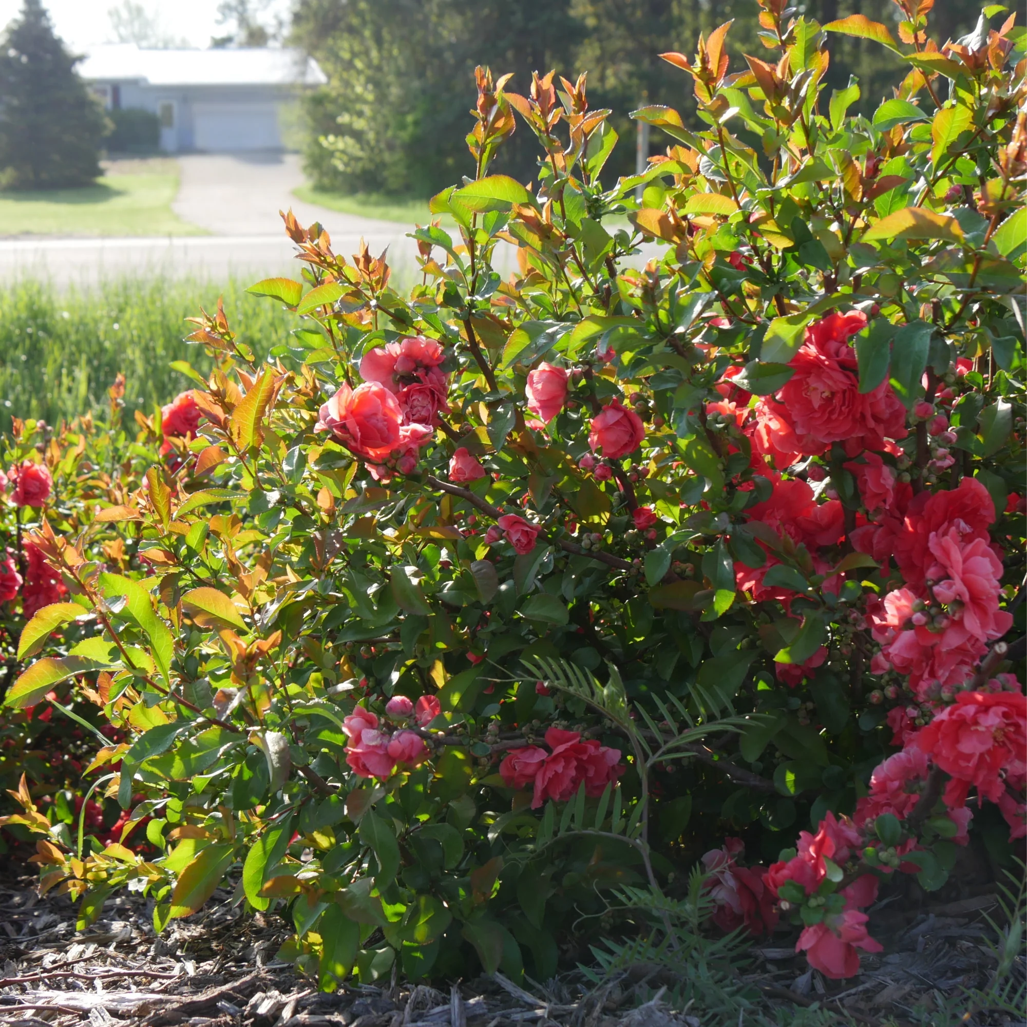 Double Take® Peach Quince (Chaenomeles speciosa) - Image 4
