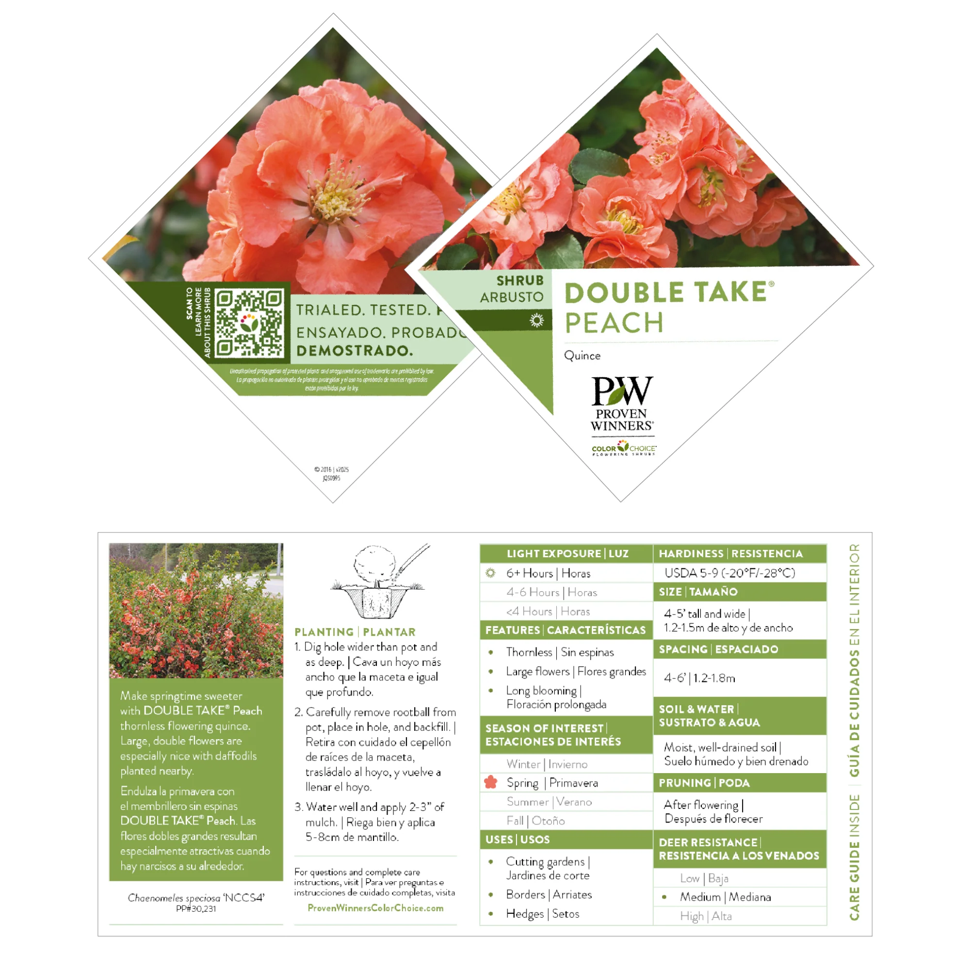 Double Take® Peach Quince (Chaenomeles speciosa) - Image 6