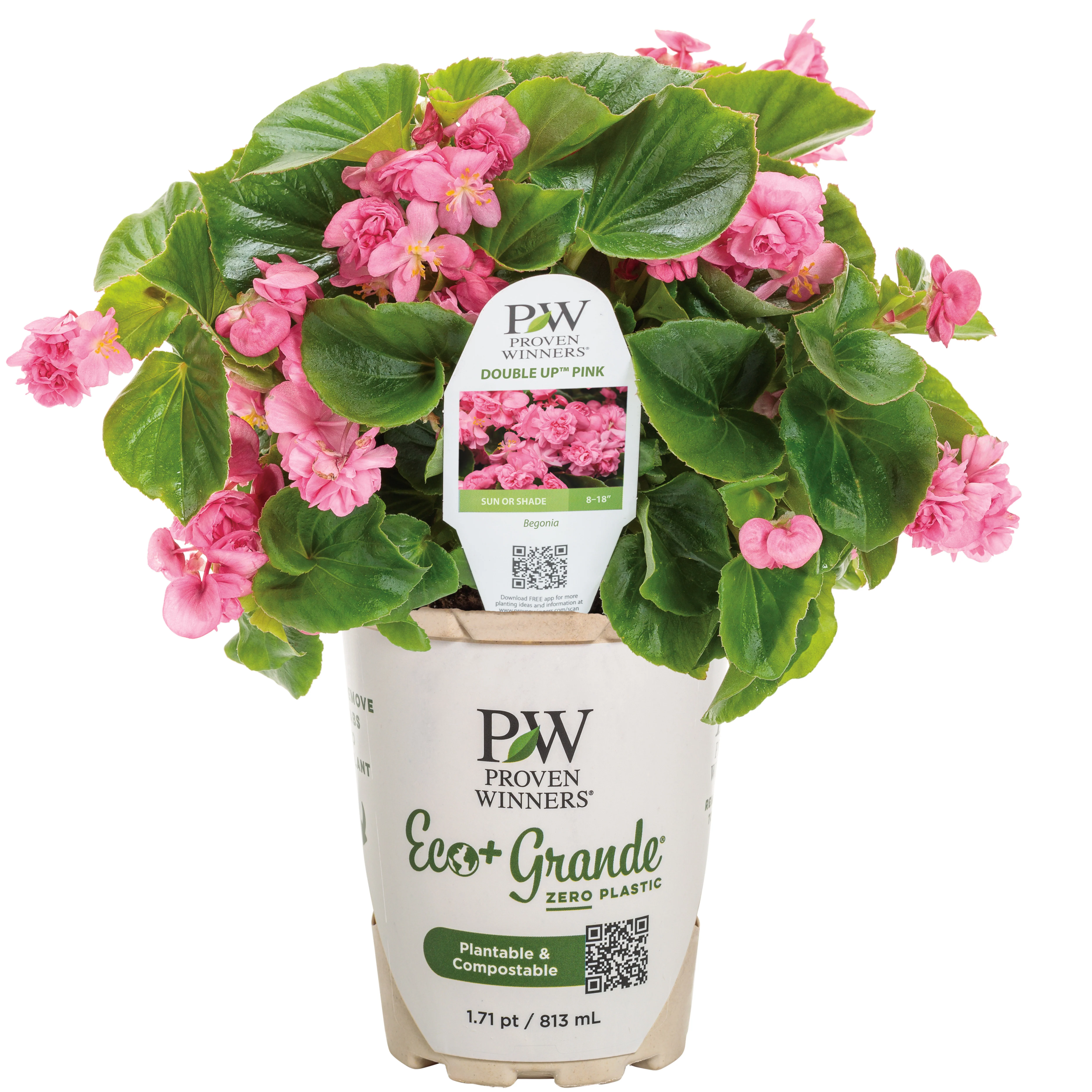 Double Up™ Pink Begonia (semperflorens) - Image 2