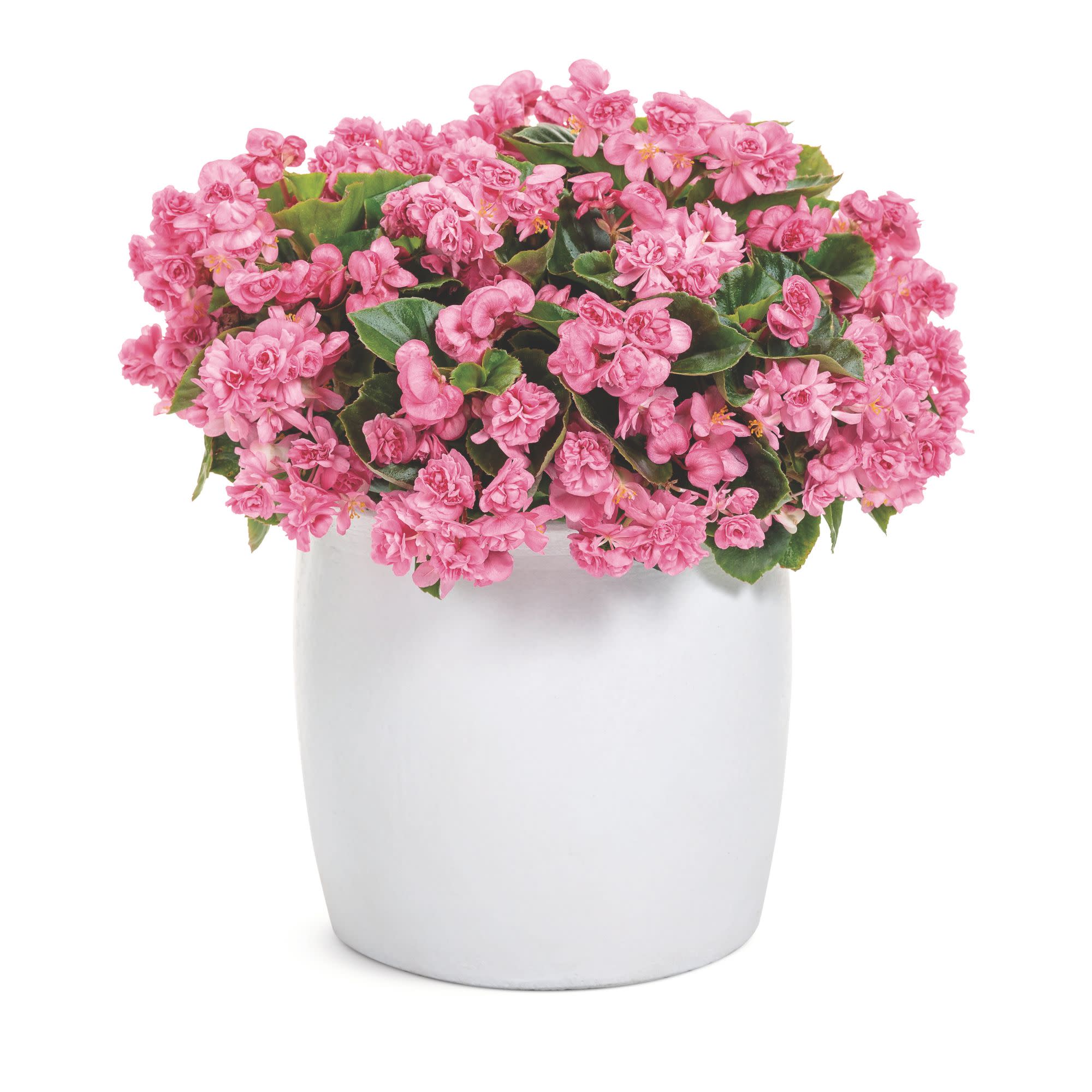 Double Up™ Pink Begonia (semperflorens) - Image 4