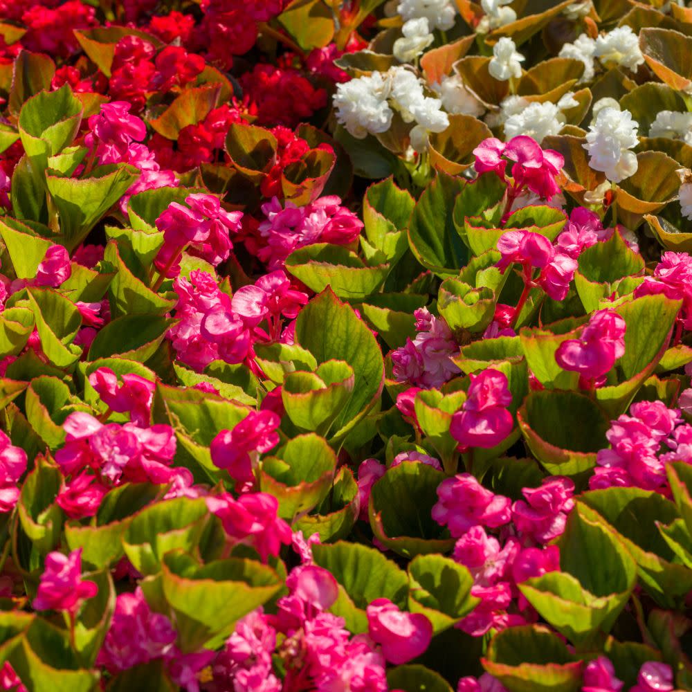 Double Up™ Pink Begonia (semperflorens) - Image 5