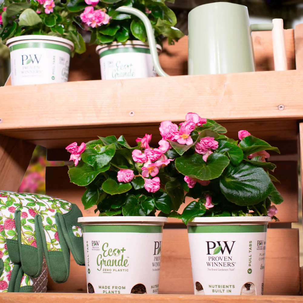 Double Up™ Pink Begonia (semperflorens) - Image 6