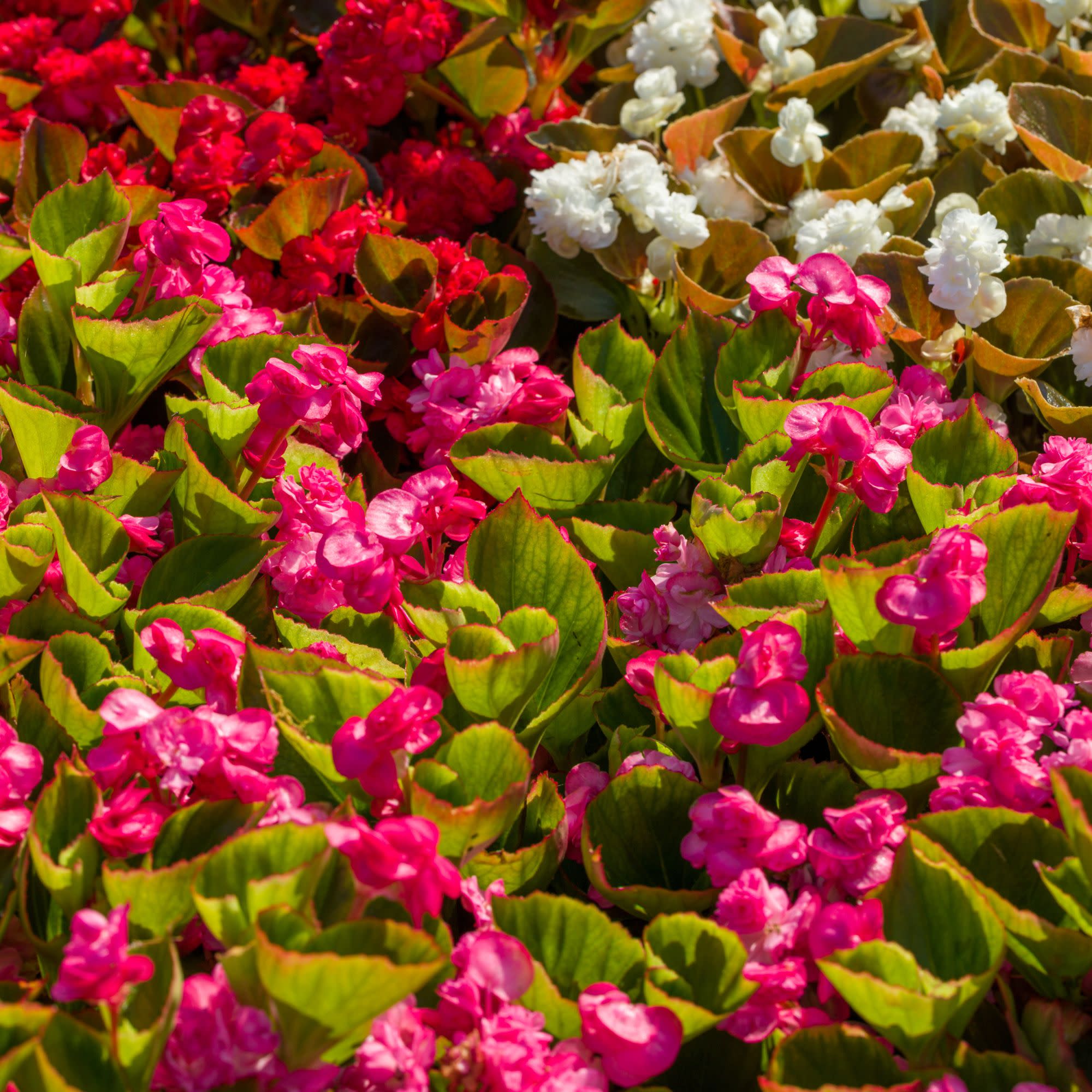 Double Up™ Pink Begonia (semperflorens) - Image 7