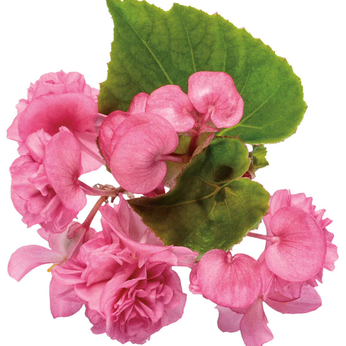 Double Up™ Pink Begonia (semperflorens) - Image 8