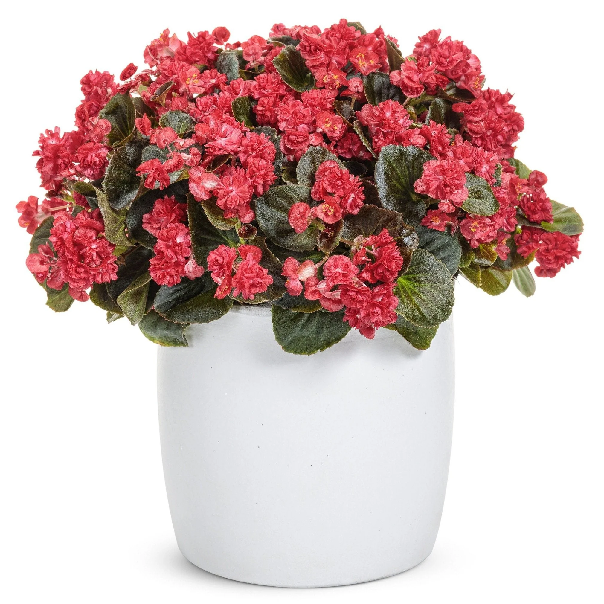Double Up™ Red Begonia (semperflorens) - Image 4