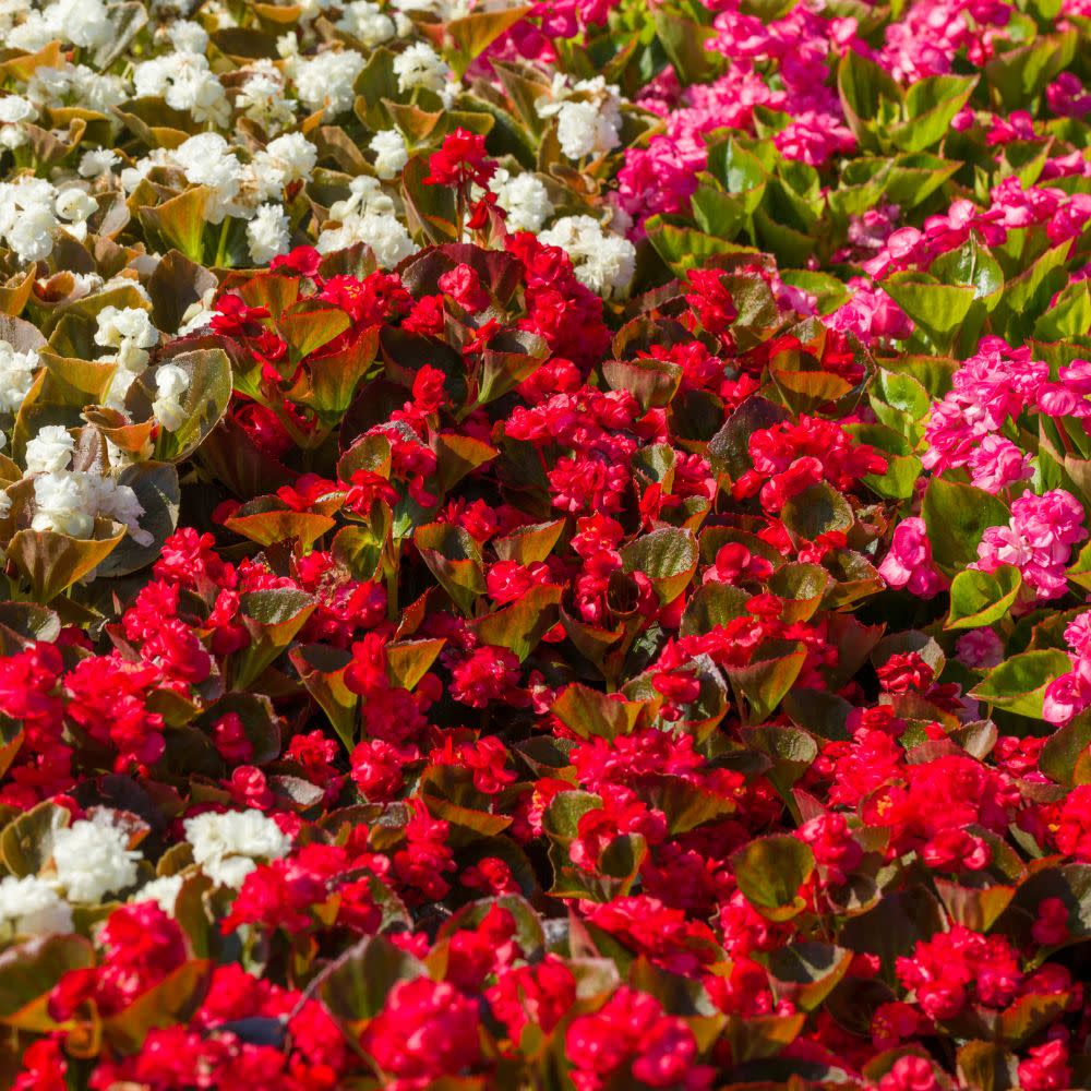 Double Up™ Red Begonia (semperflorens) - Image 5