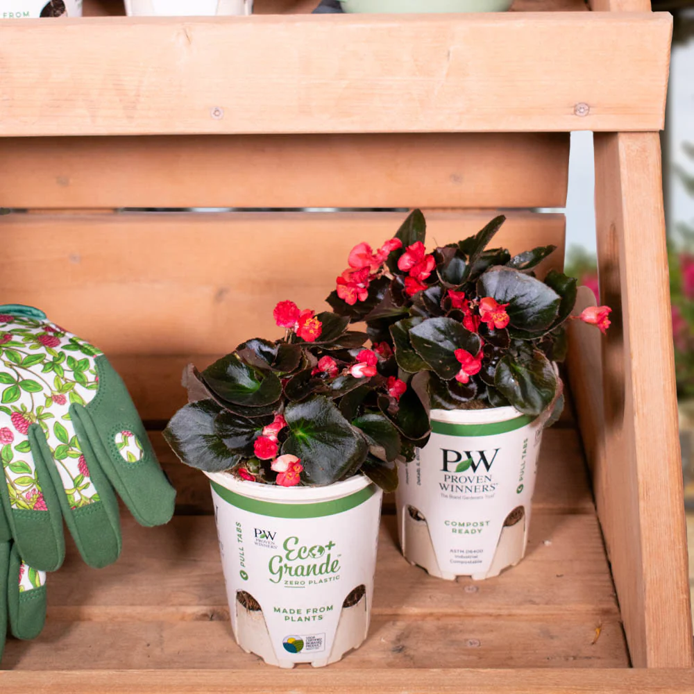 Double Up™ Red Begonia (semperflorens) - Image 6