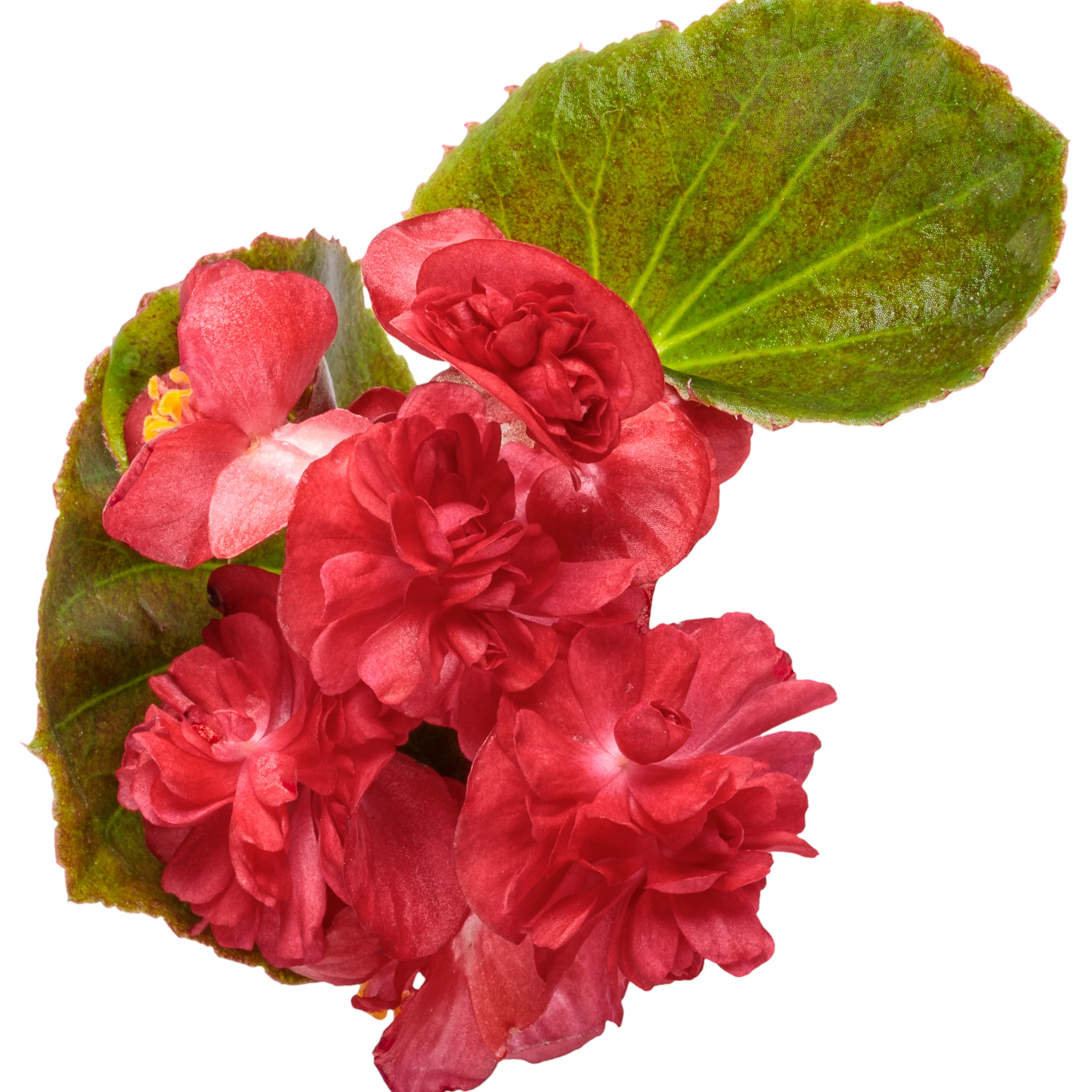 Double Up™ Red Begonia (semperflorens) - Image 7