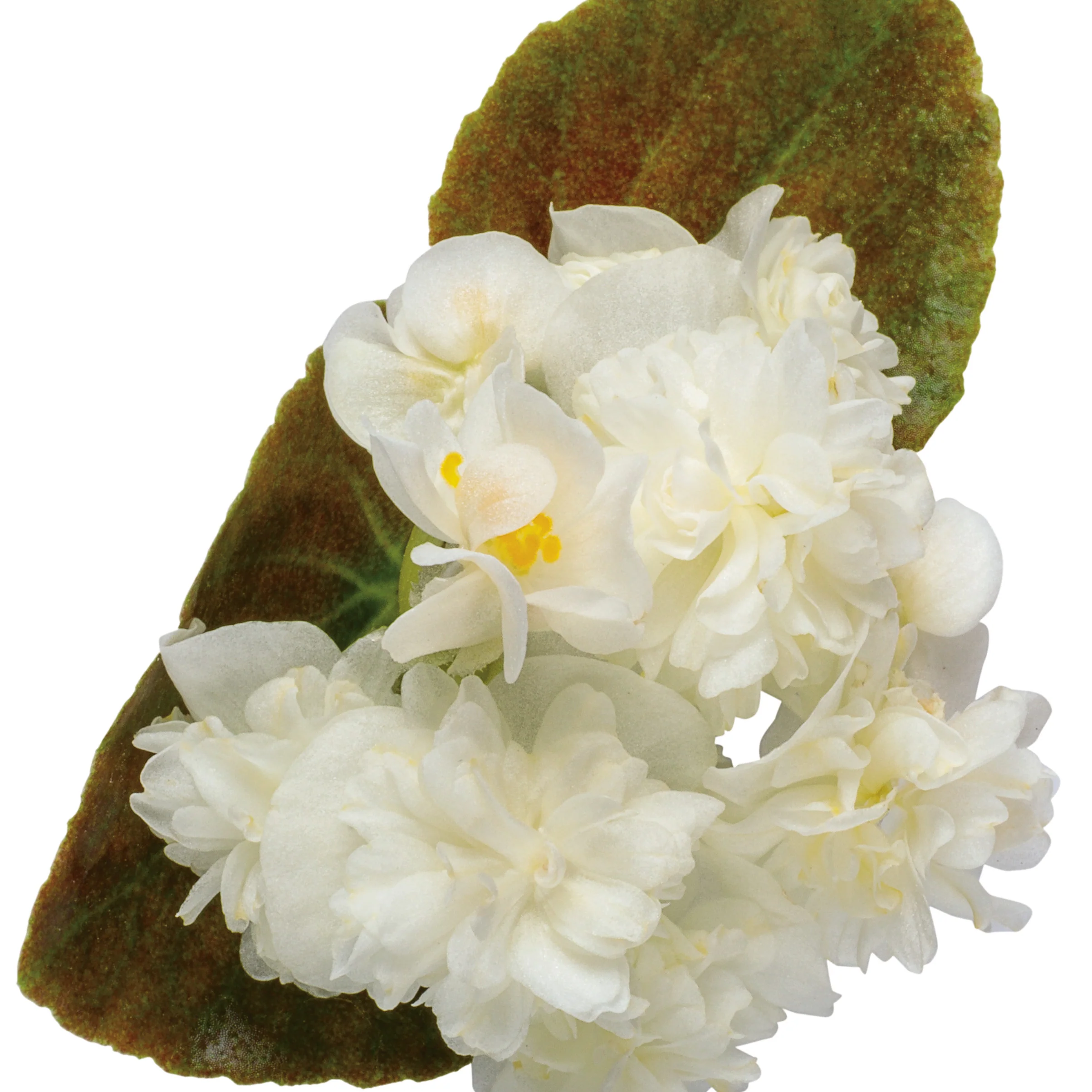 Double Up™ White Begonia (semperflorens) - Image 10