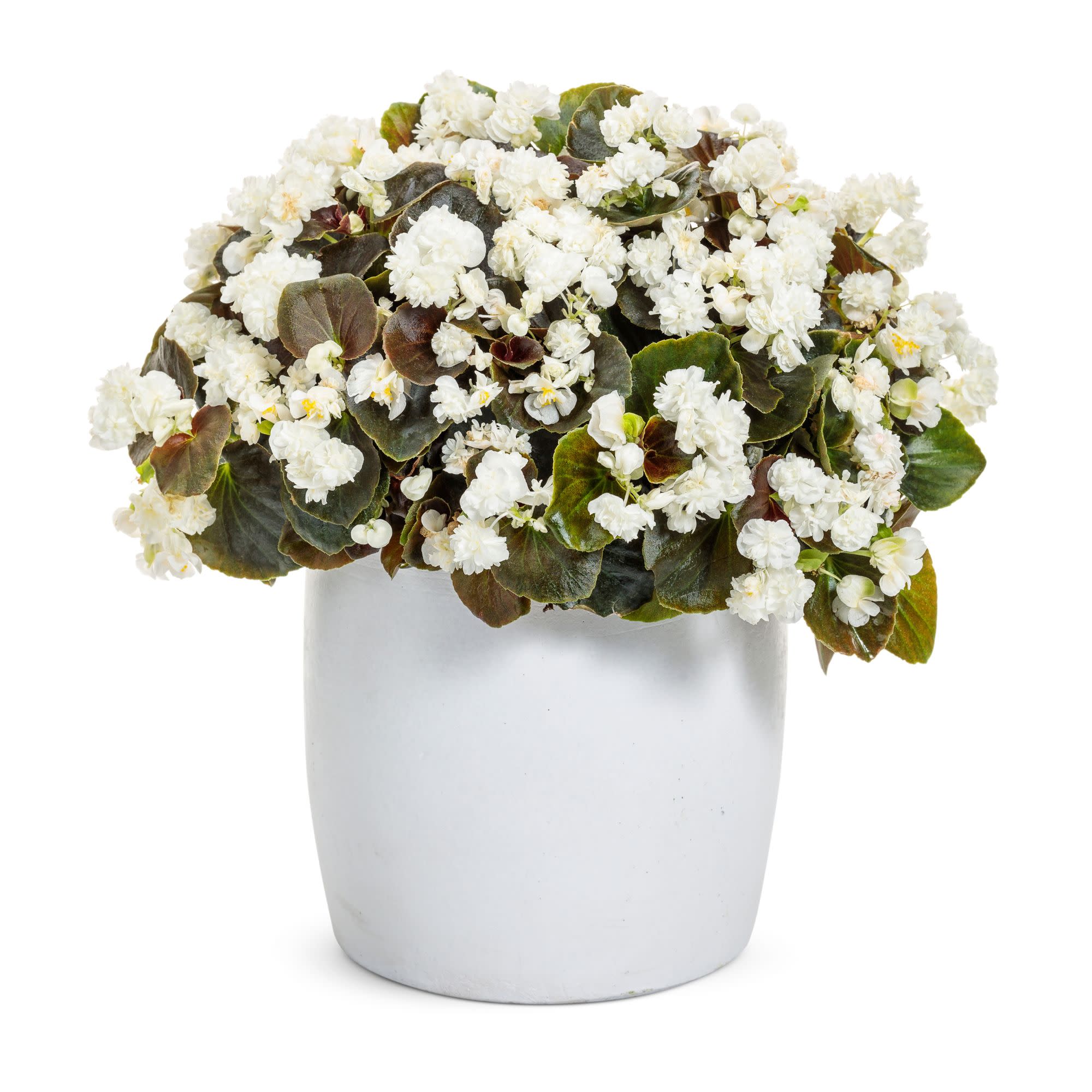 Double Up™ White Begonia (semperflorens) - Image 4