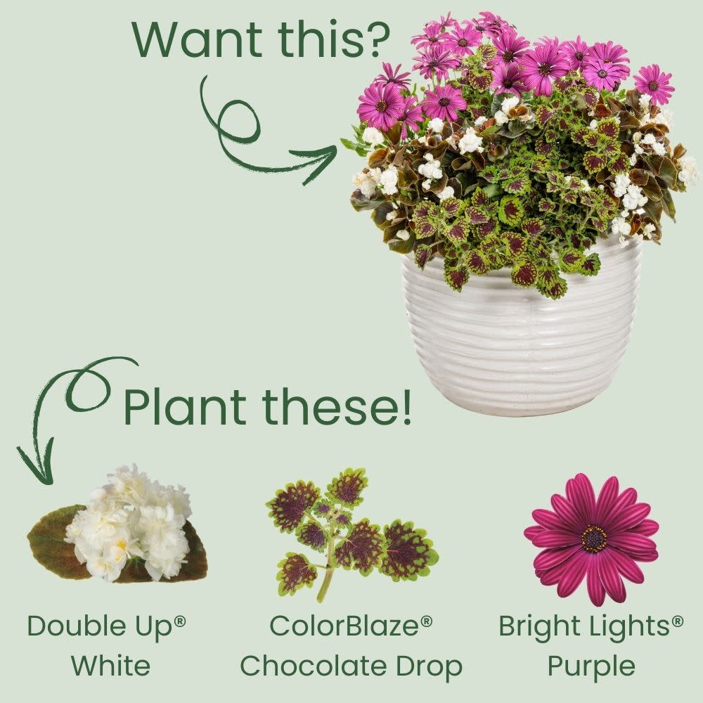 Double Up™ White Begonia (semperflorens) - Image 5