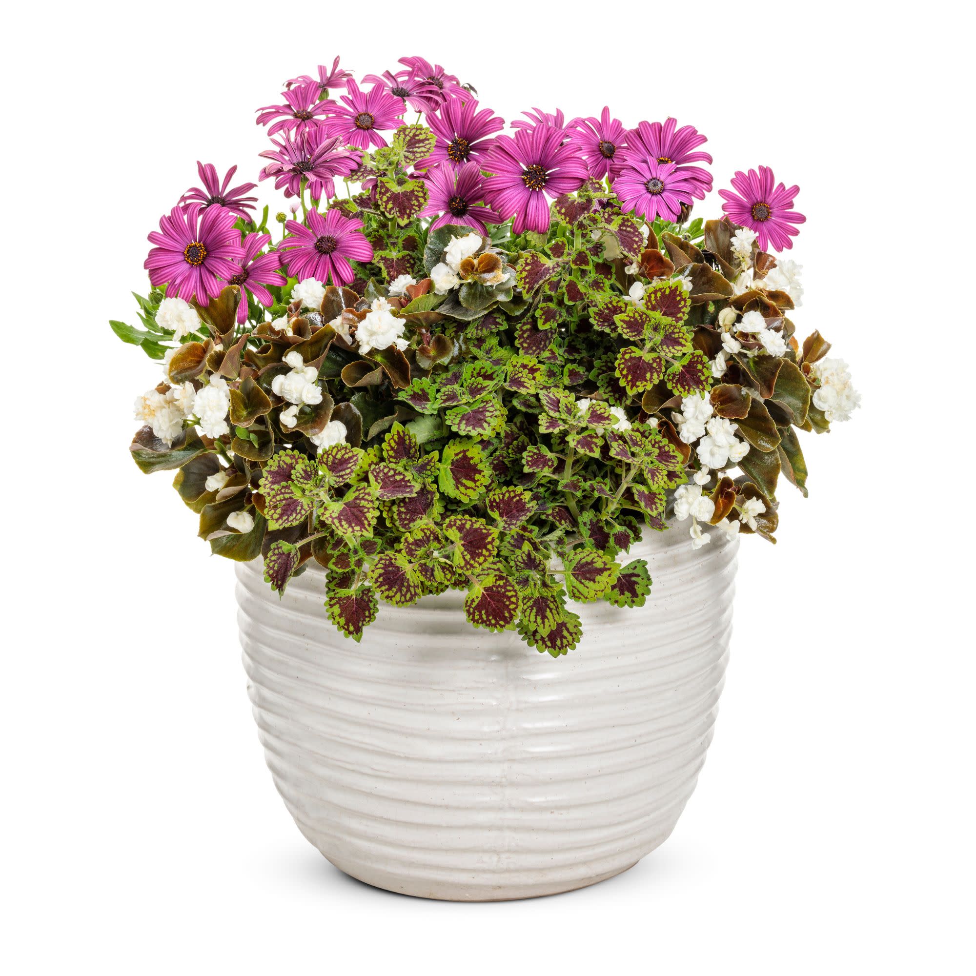 Double Up™ White Begonia (semperflorens) - Image 6